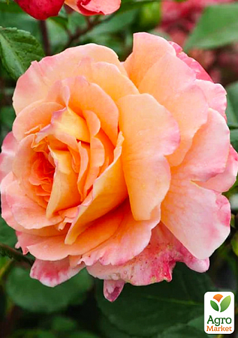 Ексклюзив! Троянда англійська "На схід від раю" (East of Eden) (саджанець класу АА+) вищий сорт