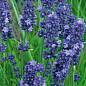 Лаванда Гібридна Sentivia "Blue Scent"
