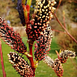 Ива тонкостолбиковая черная "Меланостахис" (Salix gracilistyla "Melanostachys") высота 25-40см