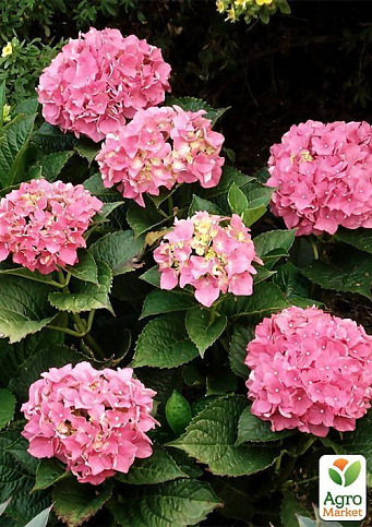 Гортензия крупнолистная розовая "Розовое чудо" (Pink wonder) - фото 6