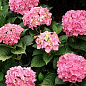 Гортензия крупнолистная розовая "Розовое чудо" (Pink wonder)