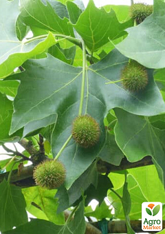 Платан кленолистий (Platanus x hispanica Acerifolia), С2 висота 70-90см14