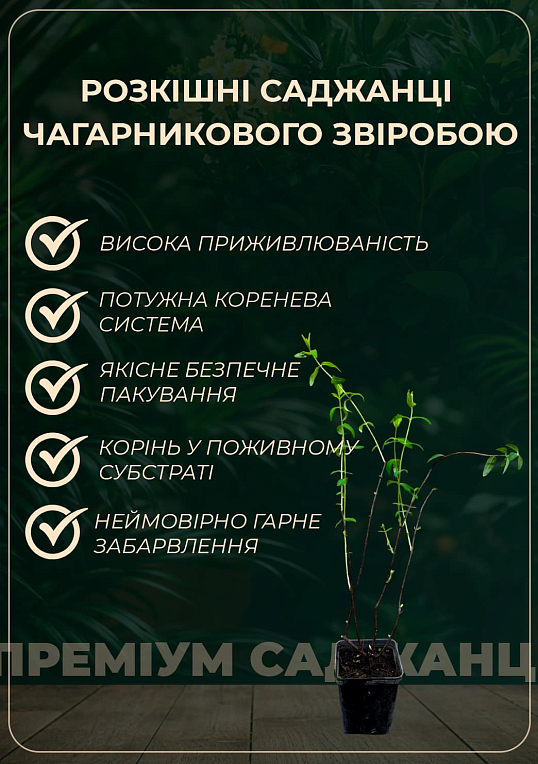 Звіробій чашечковидний (Hypericum calycinum) - фото 2