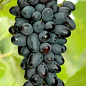 Виноград "Джой" (кишмиш, ранньо-середній термін дозрівання, селекція США)