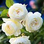 Роза английская "Белая сенсация" (саженец класса АА+) высший сорт