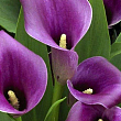 Калла "Purple Sensation" 1шт в упаковке