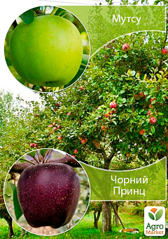Дерево-сад Яблоня "Мутсу+Черный Принц" укорененный в контейнере (саженец 2 года)2