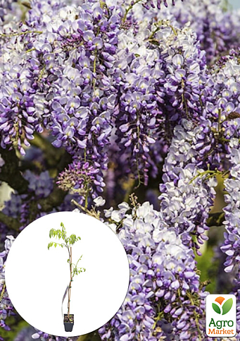 Гліцинія 3-річна китайська "Проліфік" (Wisteria chinensis Prolific) С10, висота саджанця 120-180см