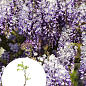 Гліцинія 3-річна китайська "Проліфік" (Wisteria chinensis Prolific) С10, висота саджанця 120-180см