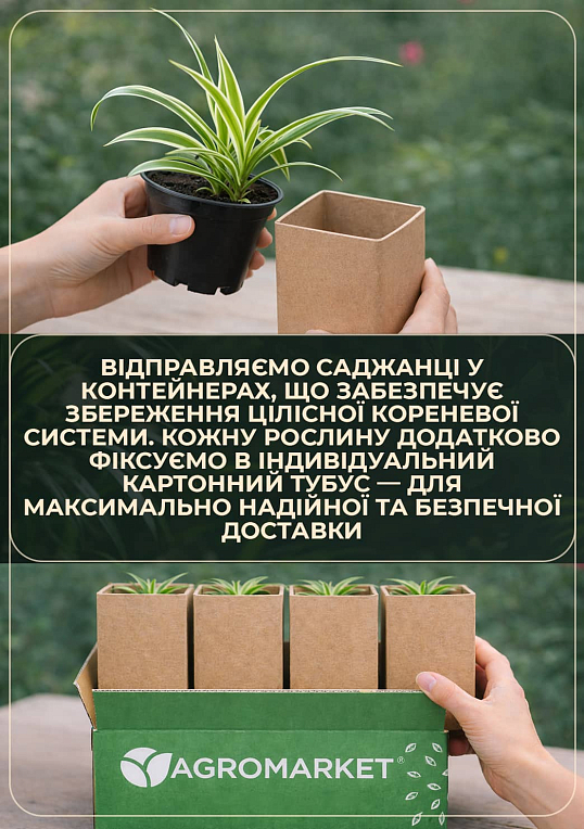 Птерис вечнозеленый "Straminea" высота 30-40см - фото 3