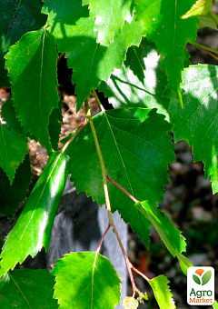 Береза повисла звичайна (Betula pendula)  висота 100-110см4