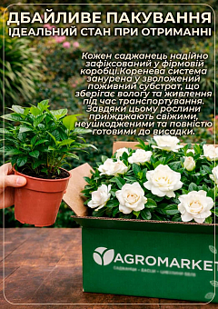 LMTD Гардения на штамбі з бутонами 3-х річна "The first love" (65-80см)28