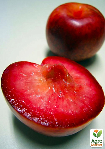 Ексклюзив! Гібрид сливи-абрикоса "Плуот" (Dapple Dandy)