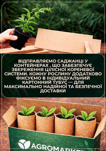 Актінідія 2-х річна «Пурпурова» (міні-ківі, морозостійкий сорт) вазон С1 - фото 3