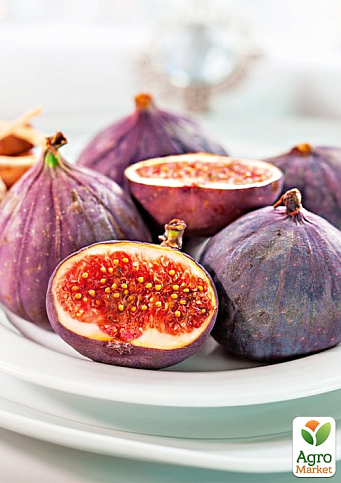 LMTD Інжир 5-річний "Ficus Сarica" (великоплідний, самозапильний сорт) висота 170-190см - фото 2