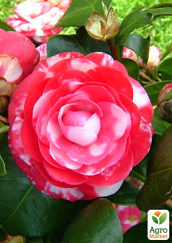 LMTD Камелия цветущая японская 2-х летняя "Santorelli" (высота 30-40см) - фото 5