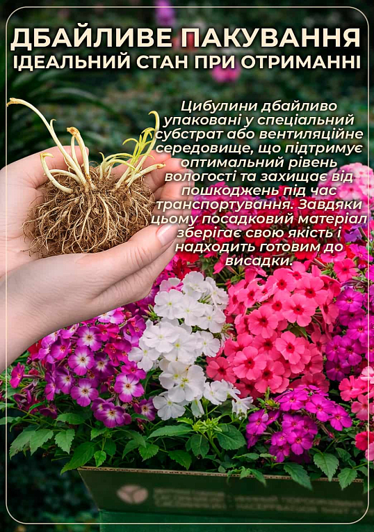 Флокс многолетний "Uspech" - фото 3