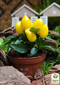 Капсикум Сальса "Yellow"4