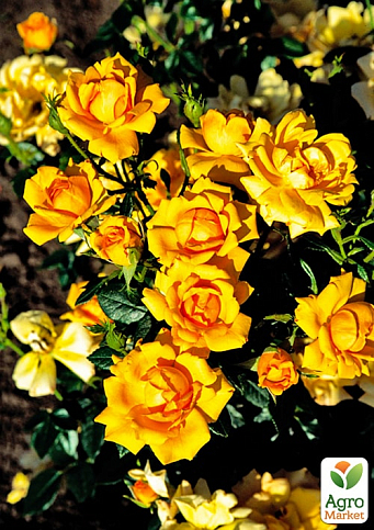 LMTD Троянда 2-х річна "Amber Nectar" (укорінений саджанець у горщику, висота 25-35см) - фото 4