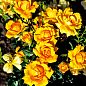 LMTD Роза 2-х летняя "Amber Nectar" (укорененный саженец в горшке, высота 25-35см)