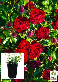 Роза в контейнере почвопокровная "Claret Рixie" (саженец класса АА+)2
