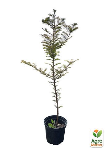 Метасеквойя глиптостробусовая (Metasequoia glyptostroboides) С2 высота 50-70 см - фото 2