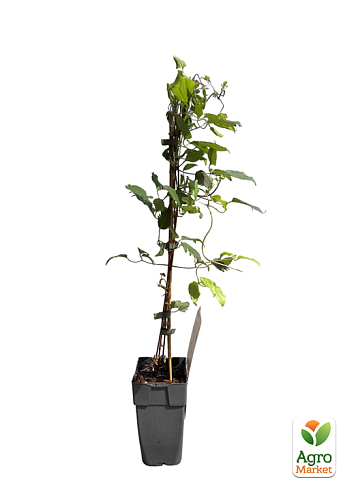 LMTD Клематис 2-х летний "Niobe" (высота 40-60 см) - фото 6