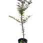 Метасеквойя глиптостробусовая (Metasequoia glyptostroboides) С2 высота 50-70 см купить