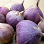 Чеснок посадочный (однозубка) "Харьковский Фиолетовый" Украина 200г (фракция 7-12 мм)