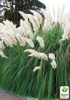 Пампасная трава "White"(кортадерия) вазон Р92