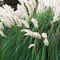 Пампасна трава "White"(кортадерія) вазон Р9