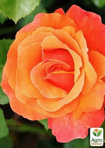 Троянда флорибунда "Arnaud Delbard"