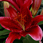 Лілія "Red Flash" (Гігантська квітка)