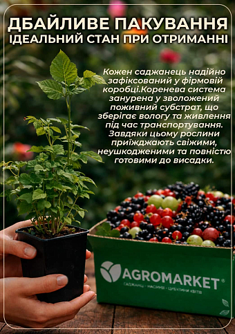 Малина "Зюгана Голд" вкорінена в контейнері (ремонтантний сорт) - фото 4