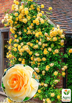 Троянда плетиста "Фокстрот" (саджанець класу АА+) вищий сорт1