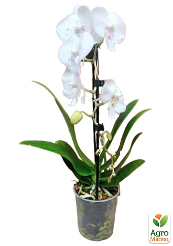 Орхидея (Phalaenopsis) "Cascad Formidablo" высота 35-45см - фото 4