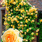 Троянда плетиста "Фокстрот" (саджанець класу АА+) вищий сорт