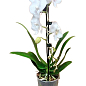Орхидея (Phalaenopsis) "Cascad Formidablo" высота 35-45см