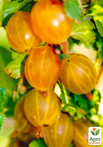 Крыжовник "Медовый" (средний срок созревания, имеет очень сладкие, крупные ягоды)  - фото 2
