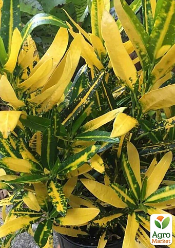 Codiaum "Sunny Star" - фото 6