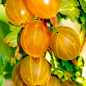 Крыжовник "Медовый" (средний срок созревания, имеет очень сладкие, крупные ягоды)  купить