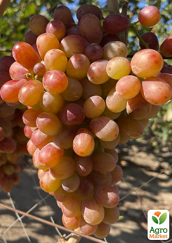 Виноград кишмиш "Алиса в Стране Чудес" (крупная, сладкая, сочная ягода) - фото 4