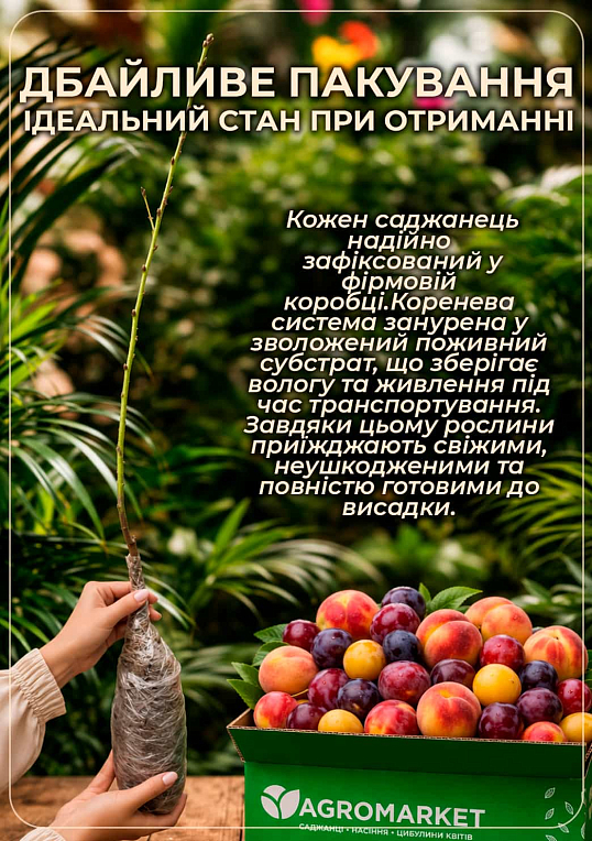 Эксклюзив! Гибрид слива-персик колоновидный ярко розовый "Северное сияние" (Northern Lights) (премиальный крупноплодный сорт, средний срок созревания)