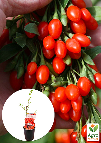 LMTD Годжи "Sweet Lifeberry" (сортовой, морозостойкий сорт)  