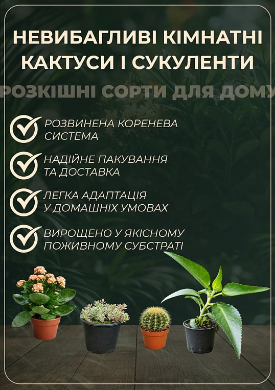 Кактус "Нотокактус" (Notocactus werdermannianus) (Нідерланди) - фото 2