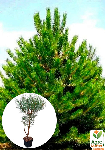 Сосна обыкновенная 4-х летняя (Pinus sylvestris) С3, высота 50-70см - фото 2