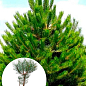 Сосна обыкновенная 4-х летняя (Pinus sylvestris) С3, высота 50-70см купить