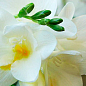 Фрезія махрова "White" 5шт в упаковці купить
