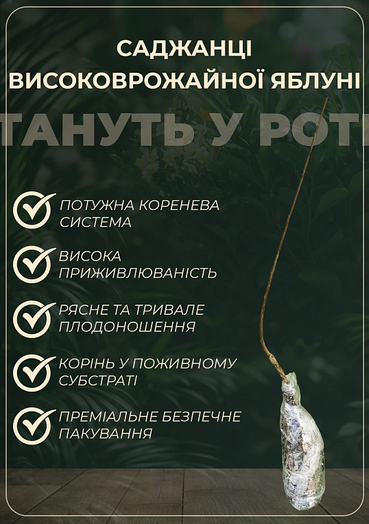 Яблоня "Пинк Перл" (осенний сорт, средний срок созревания)