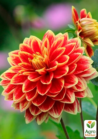 Жоржина "Dutch Carnaval" (гігантська квітка) - фото 4